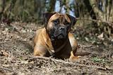 BULLMASTIFF 460